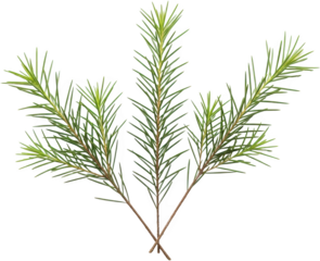 Three delicate green coniferous tree branches with sharp needle like leaves spread against a dark background displaying intricate natural textures Pine Evergreen Needles Nature Plant