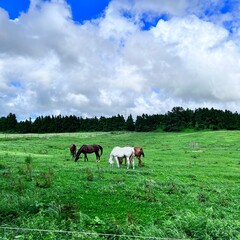 Obraz premium horses in the field