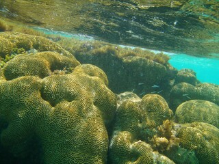coral reef in the sea