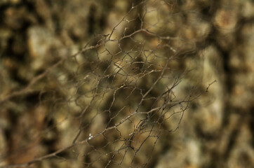 Dry root like Spider Web Spun Across Tree Bark in Soft Focus Nature Texture Close-Up