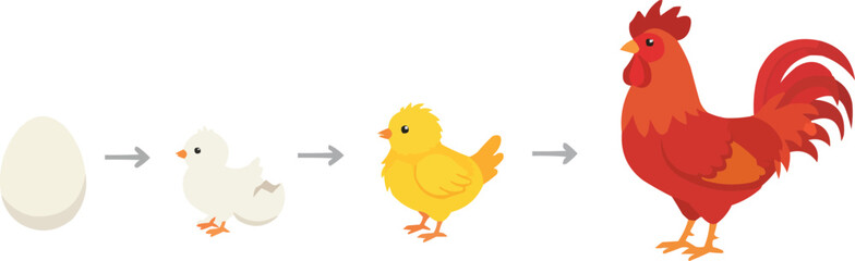 Chicken Life Cycle