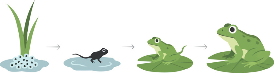 Frog Life Cycle