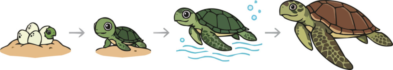 Turtle Life Cycle