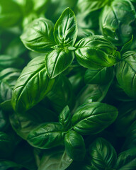 Close up of fresh green basil leaves with sunlight highlighting their texture and aroma