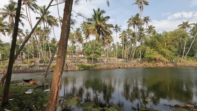 A tranquil freshwater lake at Kappil Beach in Kerala, India, captured on a bright and sunny January day. The calm water reflects the clear sky and surrounding tropical landscape