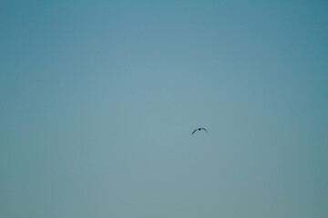 seagulls in flight blue sky