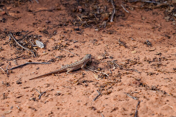 A small lizard moves across warm sandy ground among fallen twigs and desert debris in Zion National Park. The reptile blends naturally into the earthy, sunlit terrain.