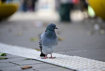 Taube im Herbst in D&uuml;sseldorf, Deutschland
