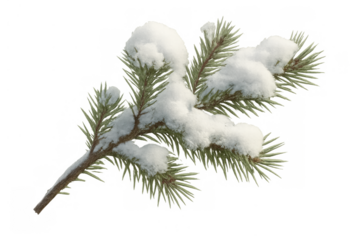 Pine branch with fresh white snow, isolated on transparent background, symbolizing winter, nature, and christmas holidays