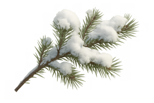 Pine branch with fresh white snow, isolated on transparent background, symbolizing winter, nature, and christmas holidays