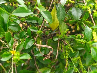 cucumbers in the garden