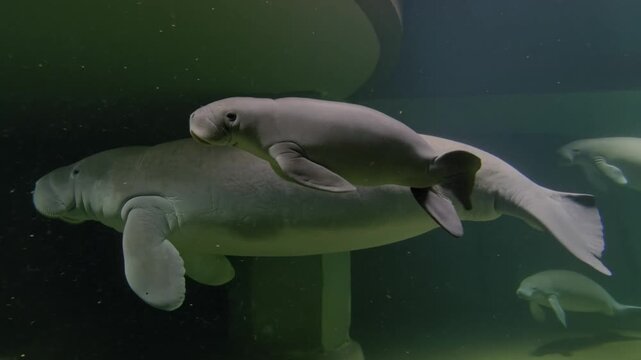 A mother manatee and her calf swimming peacefully in the ocean. The calf appears to be resting on its mother's back, close together and demonstrating familial bond Stock Video
