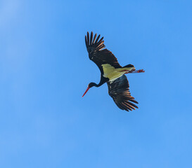 black stork (Ciconia nigra) flying