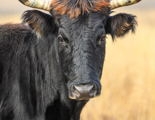 wild tauros, aurochs-like cattle portrait