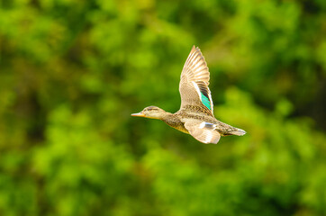 mallard wild duck (Anas platyrhynchos) female flying