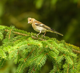 juvenile Eurasian or common chaffinch (Fringilla coelebs) on branch