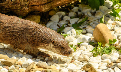 Eurasian otter (Lutra lutra) walking on stones