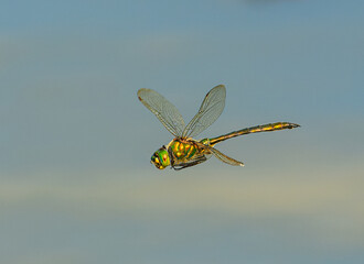 brilliant emerald dragonfly (Somatochlora metallica) in flight