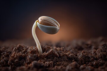 Sprouting seed emerges from fertile soil symbolizing new life and growth in agriculture and nature