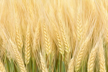 Close-up of Golden Wheat Field Ready for Harvest Season
