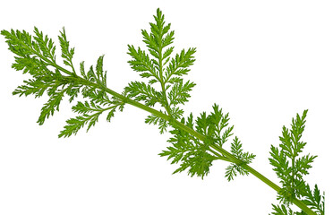 Fototapeta premium Close up photo of green branch of a shrub of a wormwood plant with green spreading leaves isolated on a transparent background with a cut-out contour, clipped path. Blank for artwork, png file
