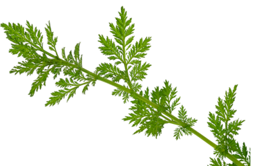 Close up photo of green branch of a shrub of a wormwood plant with green spreading leaves isolated on a transparent background with a cut-out contour, clipped path. Blank for artwork, png file