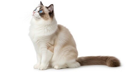 Adorable Ragdoll Cat with Striking Blue Eyes Looking Upwards, Animal, Pet, Feline