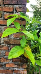 Vibrant Green Plant Against a Rustic Brick Wall.