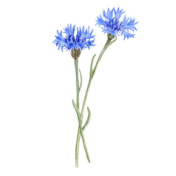 watercolor drawing flowers of blue cornflower, bachelor's button isolated at white background, wild flowering plants, hand drawn illustration