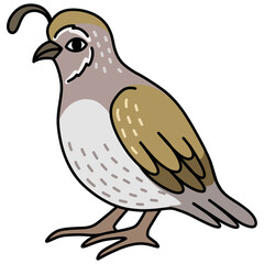 illustration of a quail 