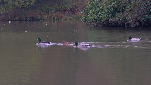 Flock of mallard ducks swiming a calm lake in autumn with orange sun reflections