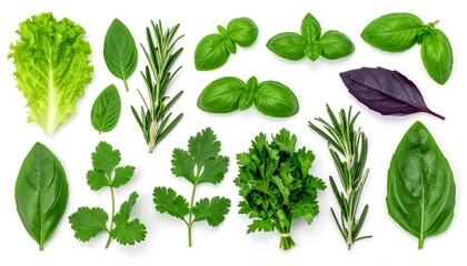 Fresh Herbs Assortment - Basil, Rosemary, Parsley, and Lettuce.