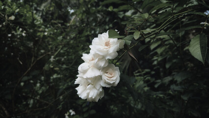 white roses