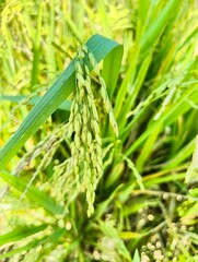 Close up of a green rice plant with developing grains