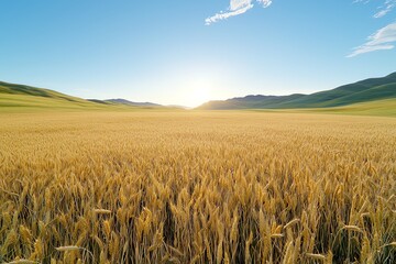 Golden Wheat Field Stretching to the Horizon Under a Bright Blue Sky