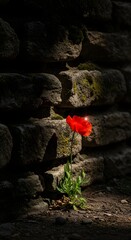 A solitary red flower grows at the base of an old stone wall, creating a striking contrast between nature and the rough texture of the stones