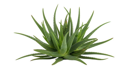 Fototapeta premium Fresh Aloe Vera Plant Isolated On Black Background