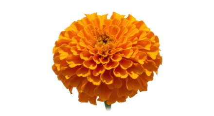 Vibrant Orange Marigold Flower Isolated On Black Background