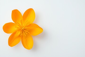 Isolated Golden Poppy Flower Blossom on White Background for Creative Projects