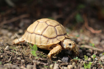African Sulcata Tortoise Natural Habitat,Close up African spurred tortoise resting, cute animal