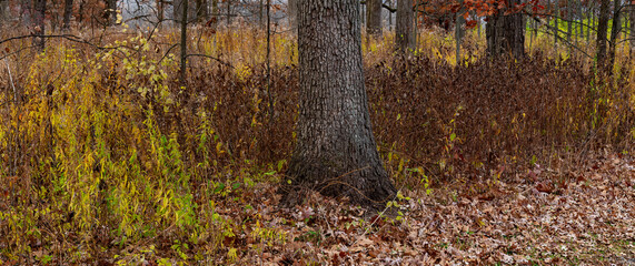 741-84 Autumn Forest Floor Pano