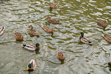 Group of mallard ducks swimming calmly in green pond water. Wildfowl in natural habitat. Wildlife and nature concept for outdoor recreation.