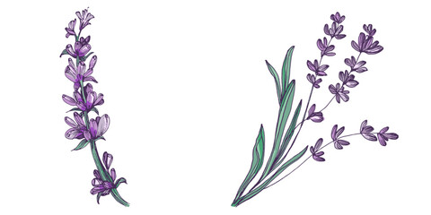 Lavender flowers elements. Collection of lavender flowers on a white background. Vector illustration flower. Vintage botanical drawing of French Lavender. Blossomed lavender.