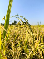 Golden rice field under a clear blue sky