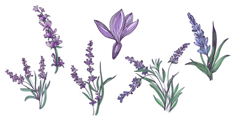 Lavender flowers elements. Collection of lavender flowers on a white background. Vector illustration flower. Vintage botanical drawing of French Lavender. Blossomed lavender.