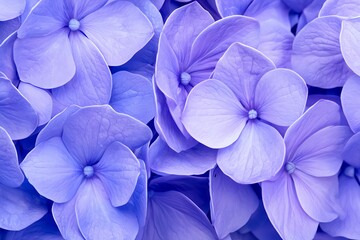 Close-up of Delicate Purple Hydrangea Blooms Floral Arrangement