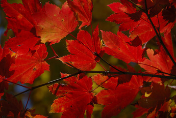 Maple leaves / 紅葉の見頃となったカエデの葉～逆光での透かし撮り(望遠ズーム撮影)