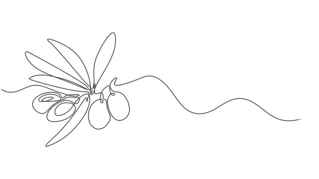 abstract olive tree branch with olives, Self drawing animation one continuous line draw, logo, Fresh core ingredients concept for fruit icon. Full length one line animation illustration, pile healthy.