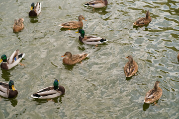 Group of mallard ducks swimming in green pond water. Wildfowl in natural habitat. Wildlife and bird protection concept.