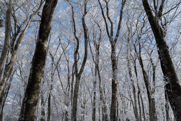 Fototapeta premium 見上げると美しい霧氷と青空